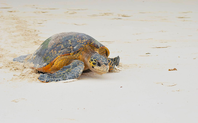 Turtle on a Seychelles beac