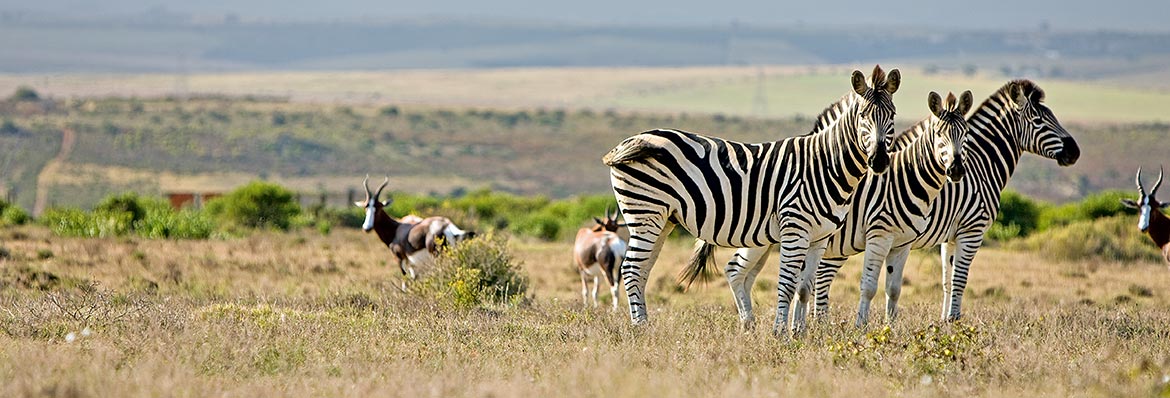 Wildlife holidays 2018 2019 Kuoni Travel