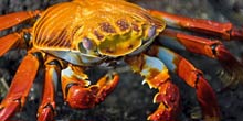 Galapagos Island Cruises