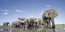 Africa Tours
