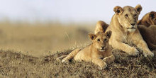 Africa