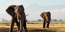 Safaris