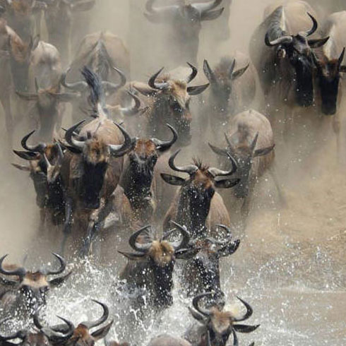 10 of the best Africa wildlife experiences 10 of the best Africa wildlife experiences