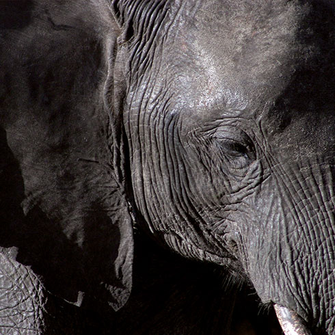 An elephant never forgets An elephant never forgets