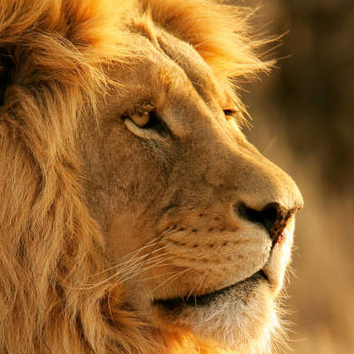 Safaris Safaris