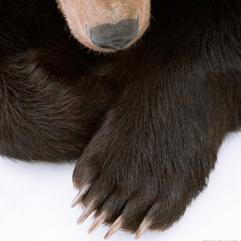 How to take the perfect wildlife photo How to take the perfect wildlife photo