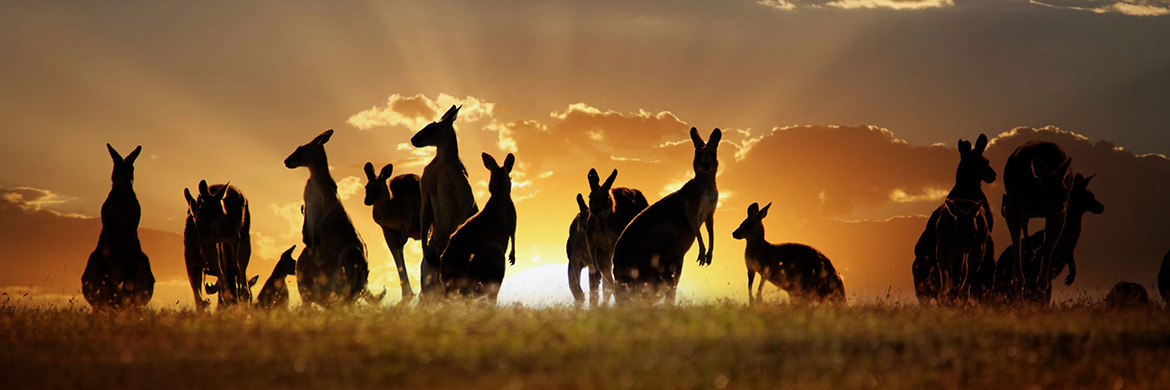 Experience Australia and New Zealand with AAT Kings