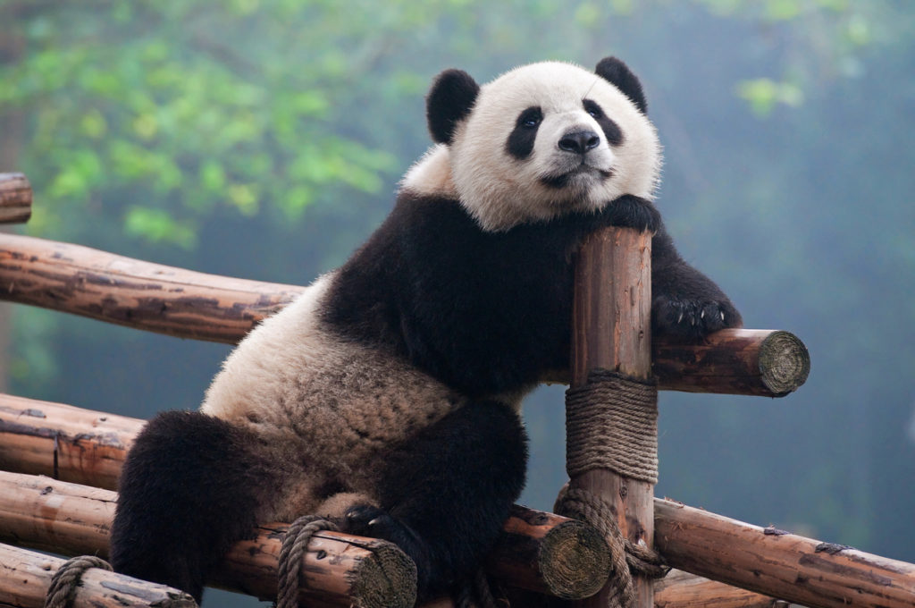 Encounter extraordinary Chengdu wildlife like this panda when you take a tailor-made holiday with Alfred&