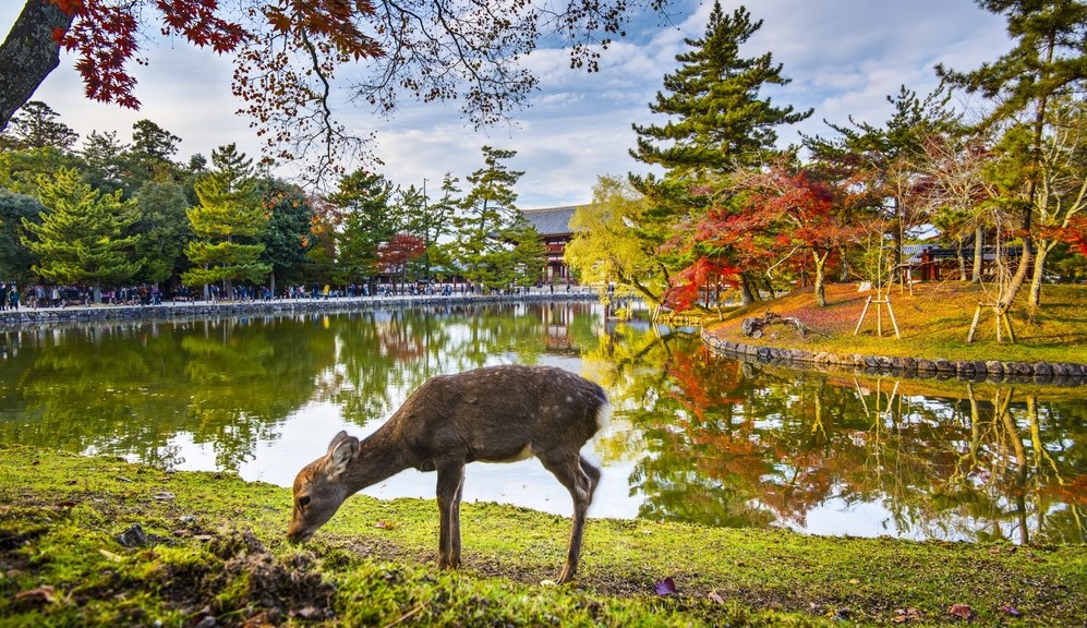 Experience attractive Japanese sights like this deer grazing by the lake in Nara Park when you take a tailor-made holiday with Alfred&.