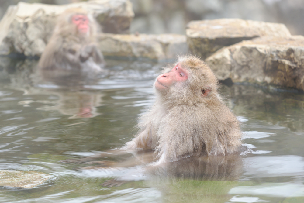 Witness extraordinary Japanese creatures like these thermal-bathing snow monkeys in Yudanaka Onsen when you take a tailor-made holiday with Alfred&.