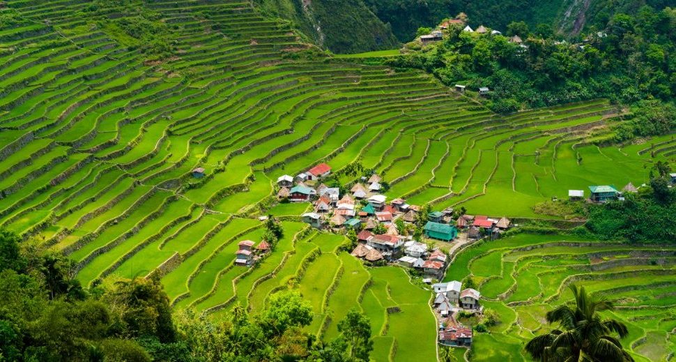 Experience attractive Philippine landscape like these rice terraces near Banaue when you take a tailor-made holiday with Alfred&.