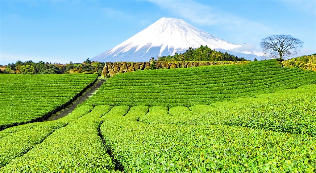 Experience extraordinary Indian landscapes like these emerald tea fields in Fujinomiya when you take a tailor-made holiday with Alfred&.