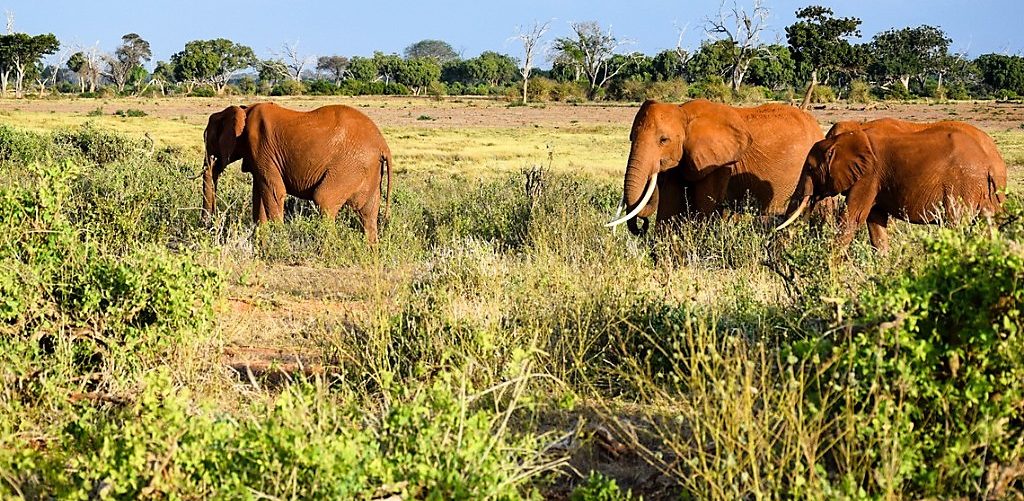 Witness extraordinary Kenyan creatures like these red soil-dusted elephants when you take a tailor-made holiday with Alfred&.