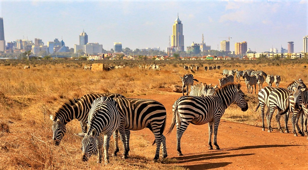 Experience extraordinary cityscapes like Nairobi National Park when you tailor-made holiday with Alfred&.