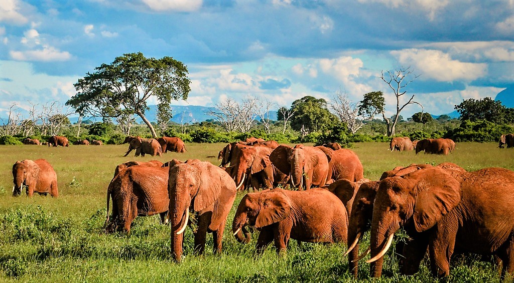 Encounter extraordinary creatures like these Tsavo red elephants when you take a tailor-made holiday with Alfred&.