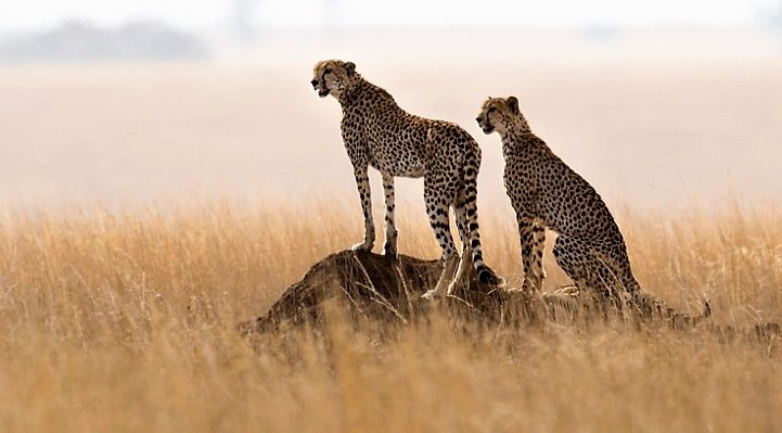 Witness extraordinary Kenyan creatures like these wild cheetah when you take a tailor-made holiday with Alfred&.