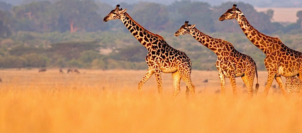 Witness extraordinary East African creatures like these wild giraffe when you take a tailor-made holiday with Alfred&.