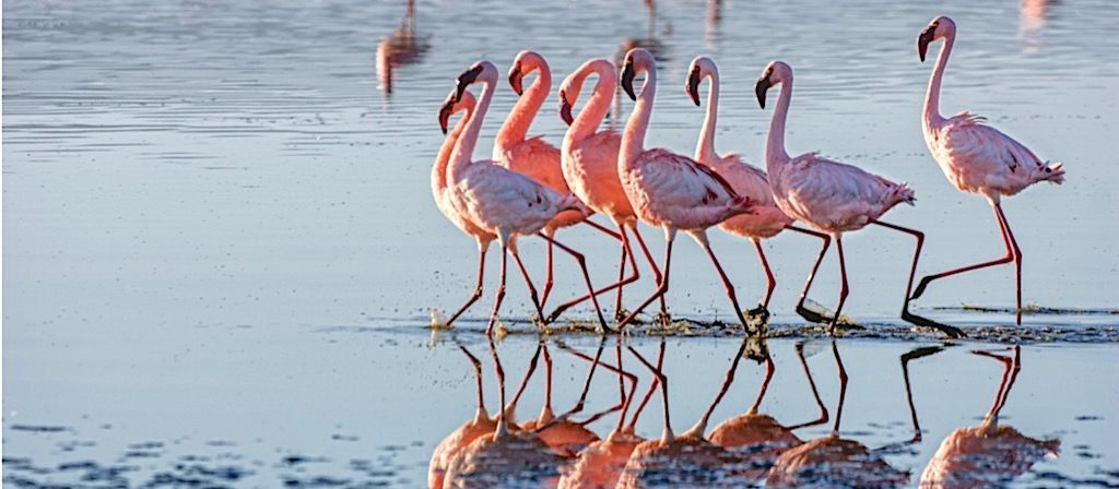Witness extraordinary Kenyan wildlife like these hot-pink flamingos when you take a tailor-made holiday with Alfred&.