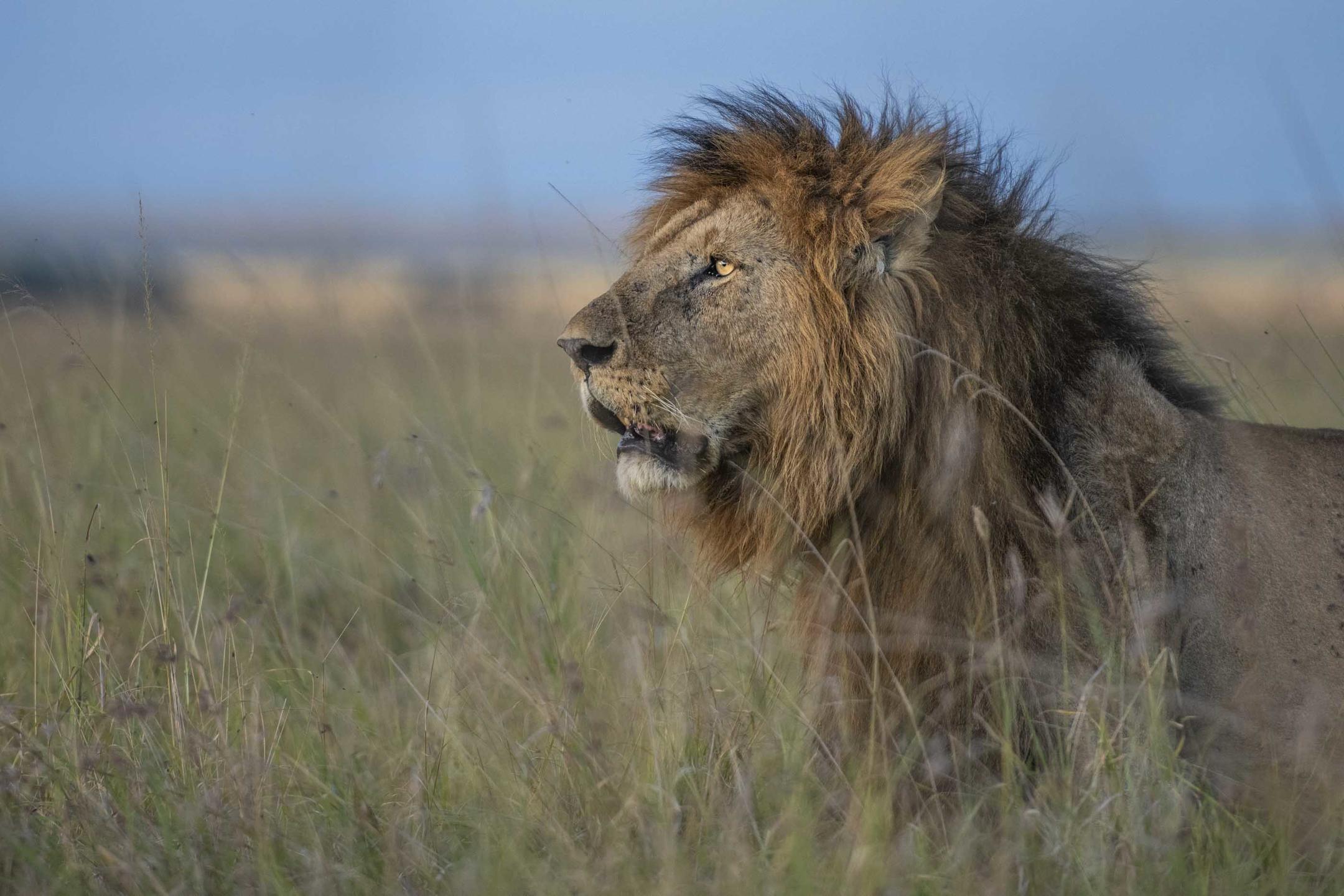 Lion in the Maasai Mara