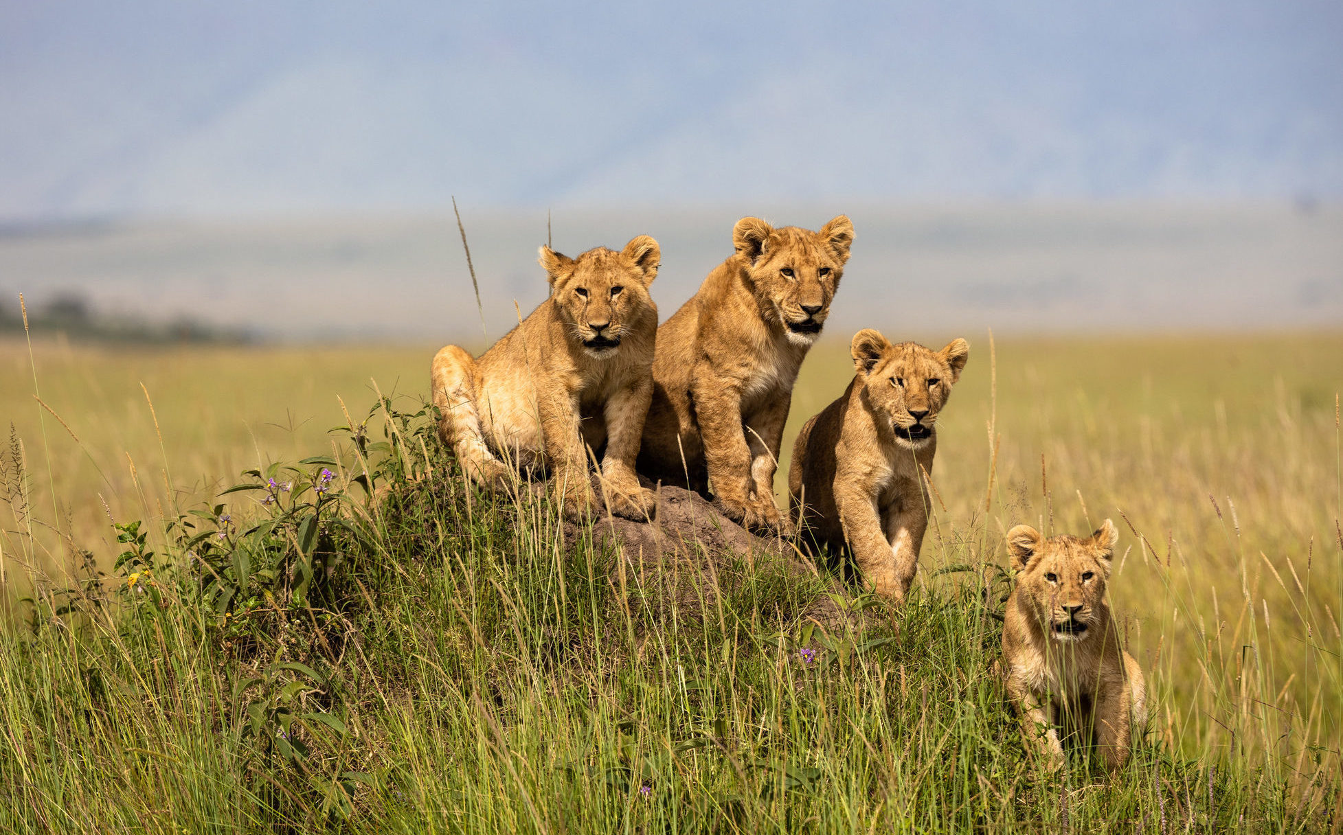 Witness extraordinary Kenyan wildlife like these lion cubs when you take a tailor-made holiday with Alfred&.