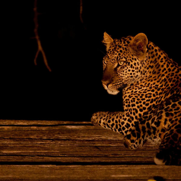 Leopard spotting on the Loldia House night safari