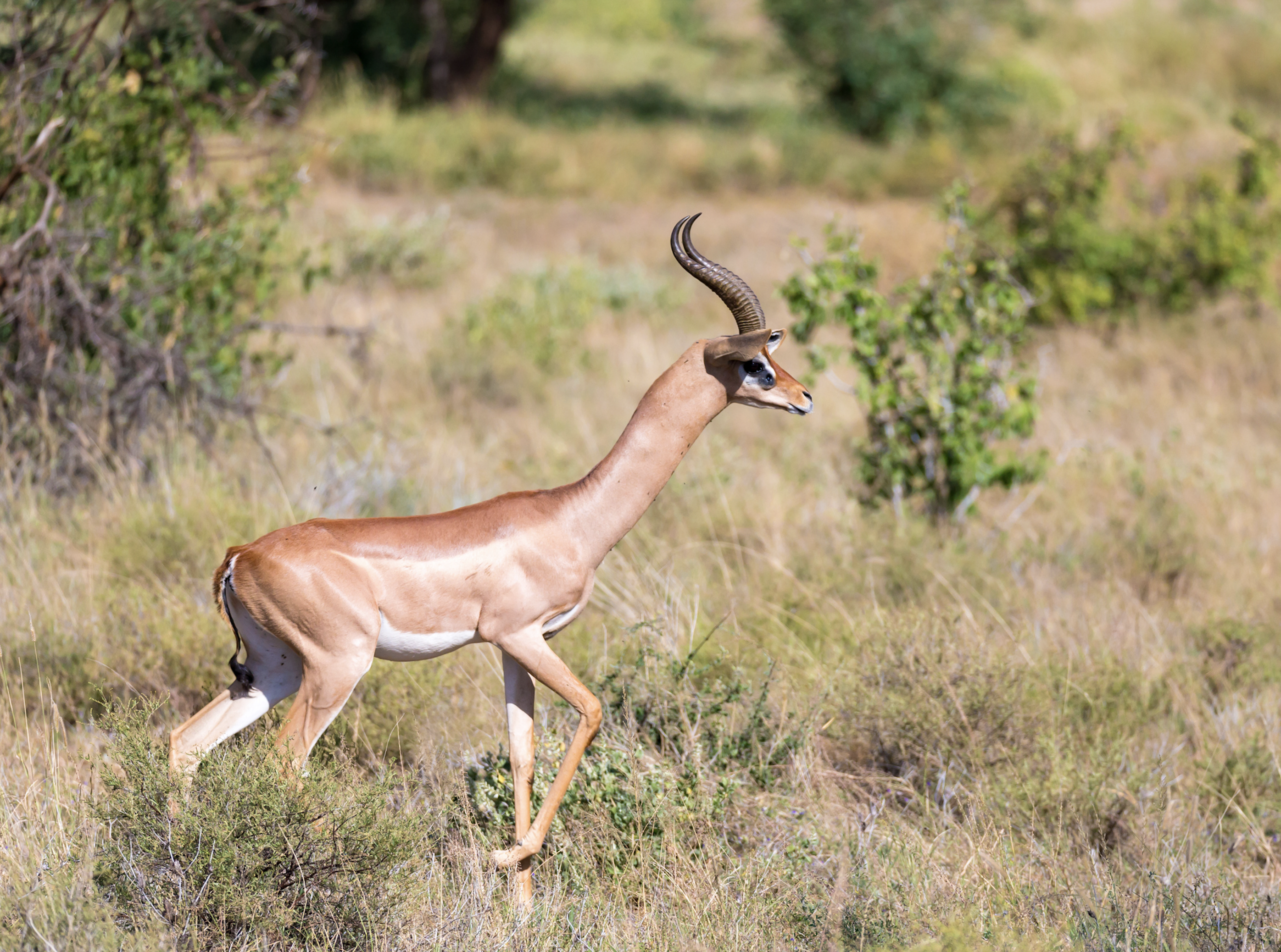Long-necked gerenuk, Samburu