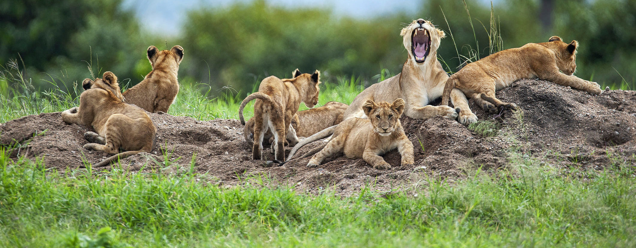 Witness extraordinary Tanzania wildlife like these Serengeti lions when you take a tailor-made holiday with Alfred&.