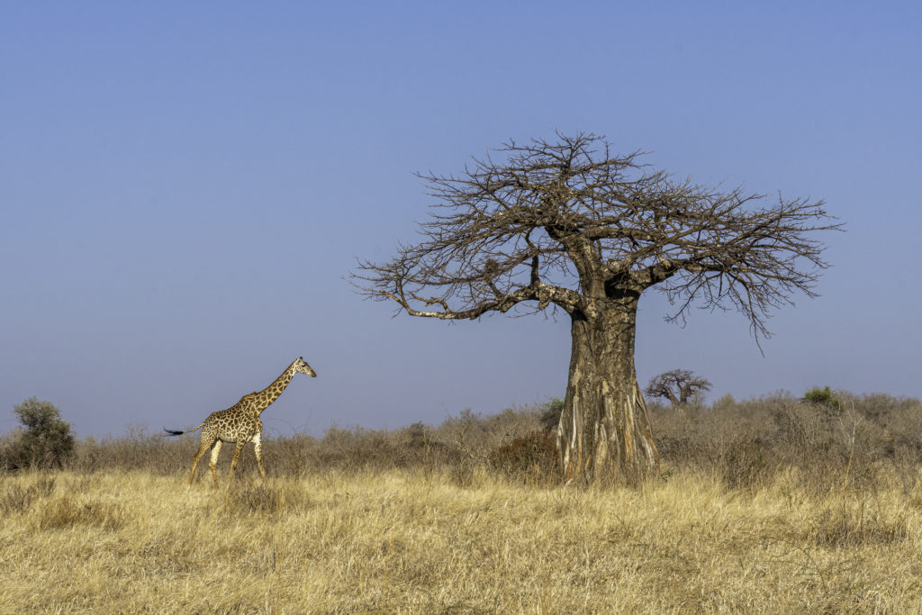 Witness Ruaha National Park’s exciting game like this tall giraffe when you take a tailor-made holiday with Alfred&.