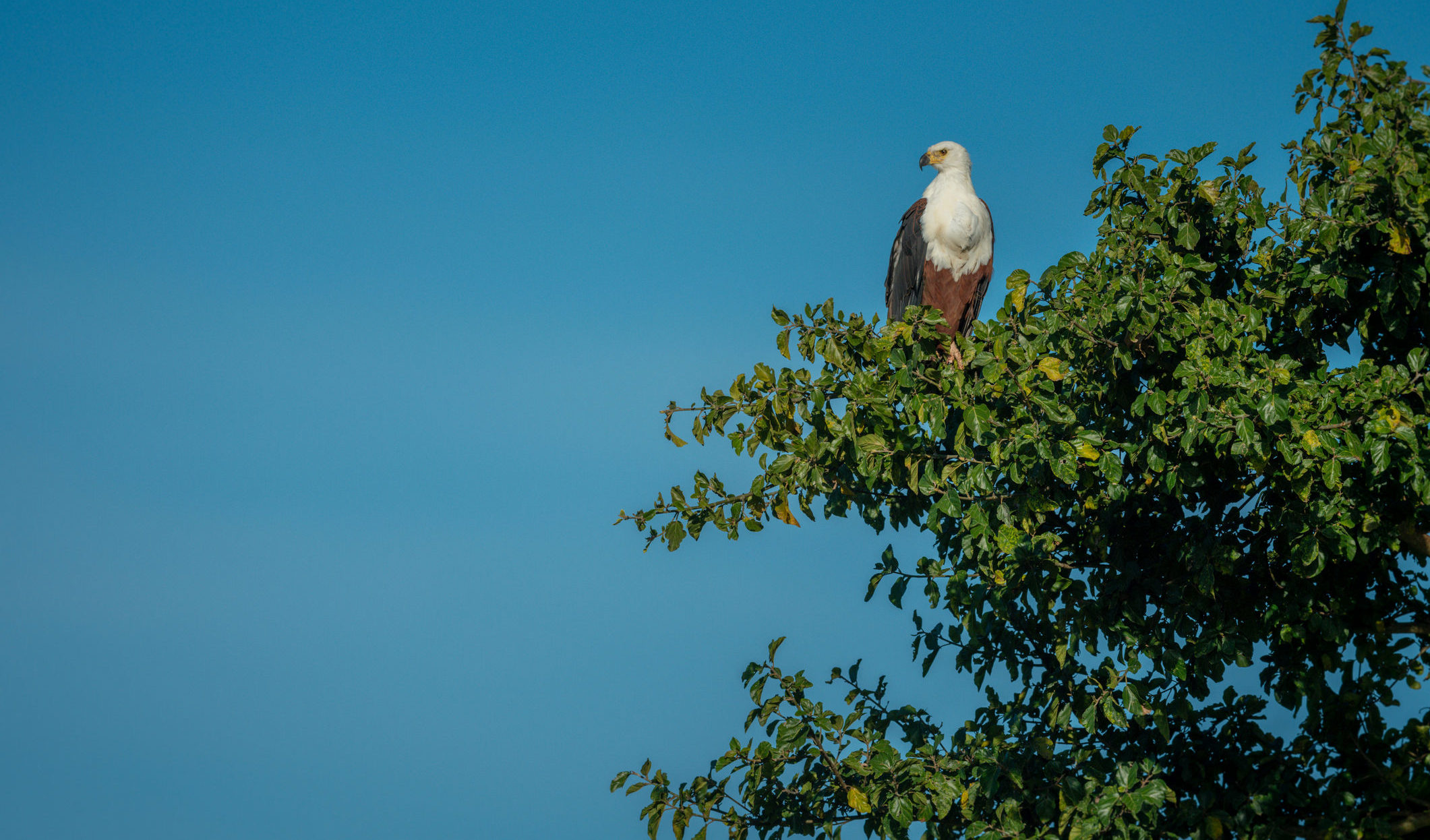 Witness extraordinary wildlife like this African fish eagle when you take a tailor-made holiday with Alfred&.