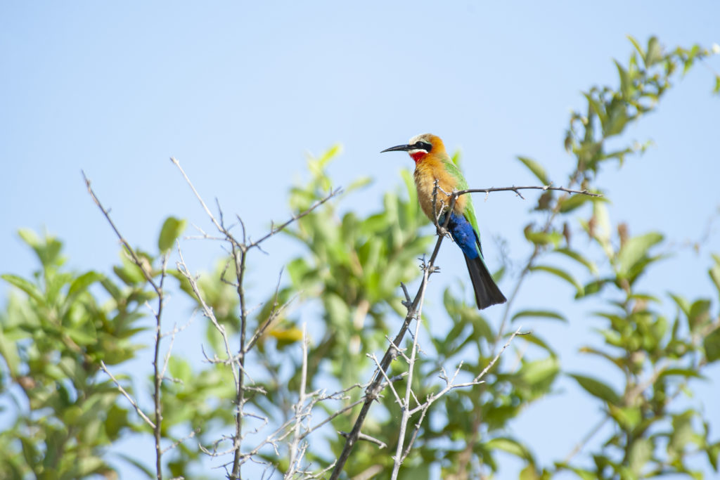 White-fronted Bee-eater, Nyerere National Park (Selous)