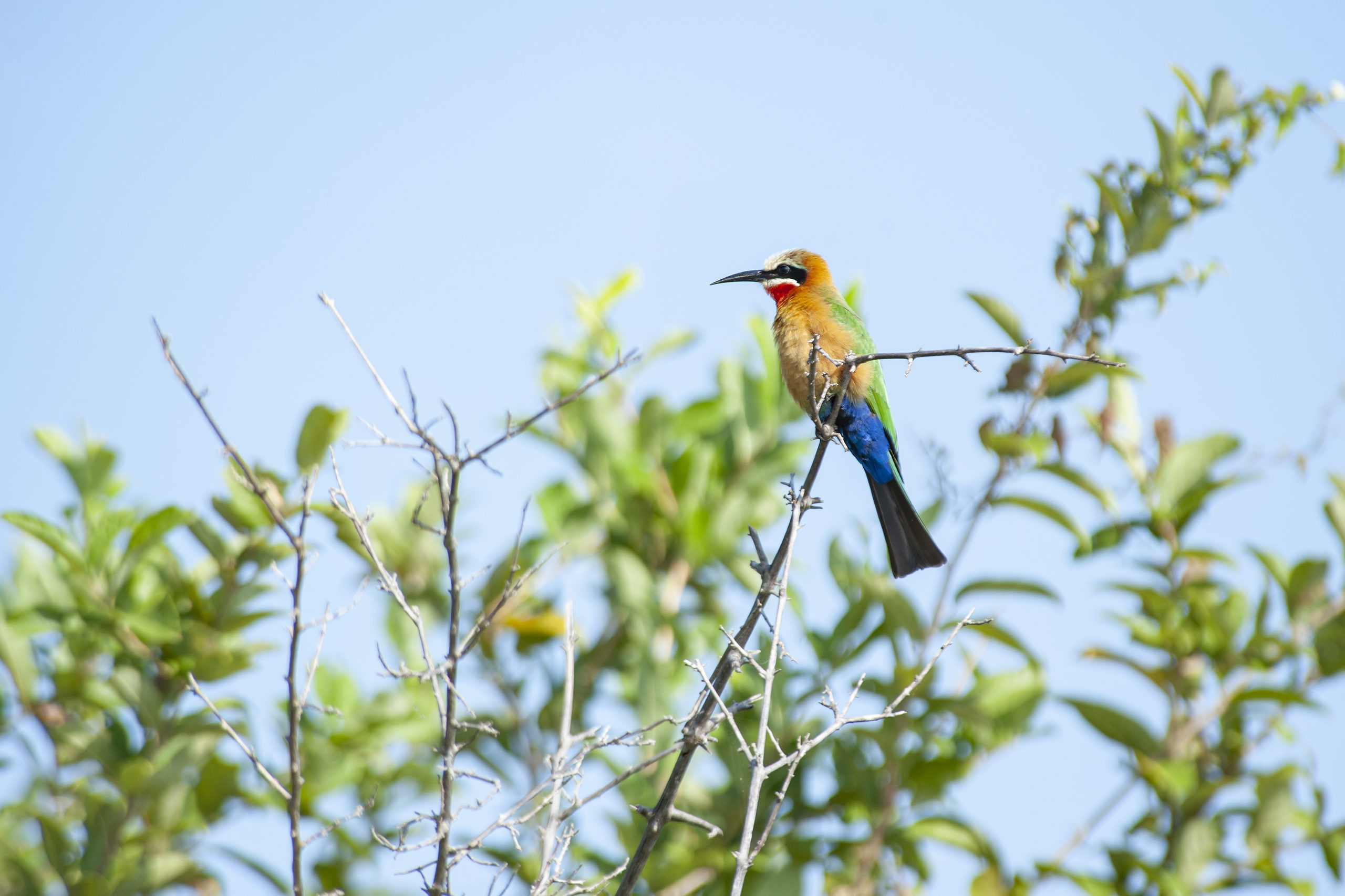 White-fronted Bee-eater, Nyerere National Park (Selous)