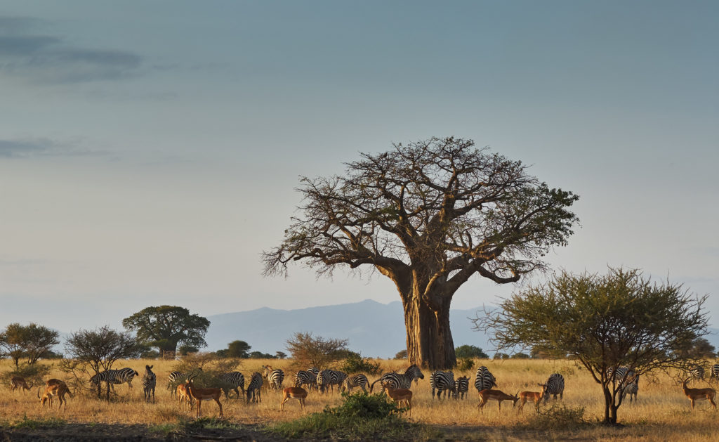 Experience extraordinary Tanzanian sights like this baobab tree surrounded by zebra in Tarangire when you take a tailor-made holiday with Alfred&.