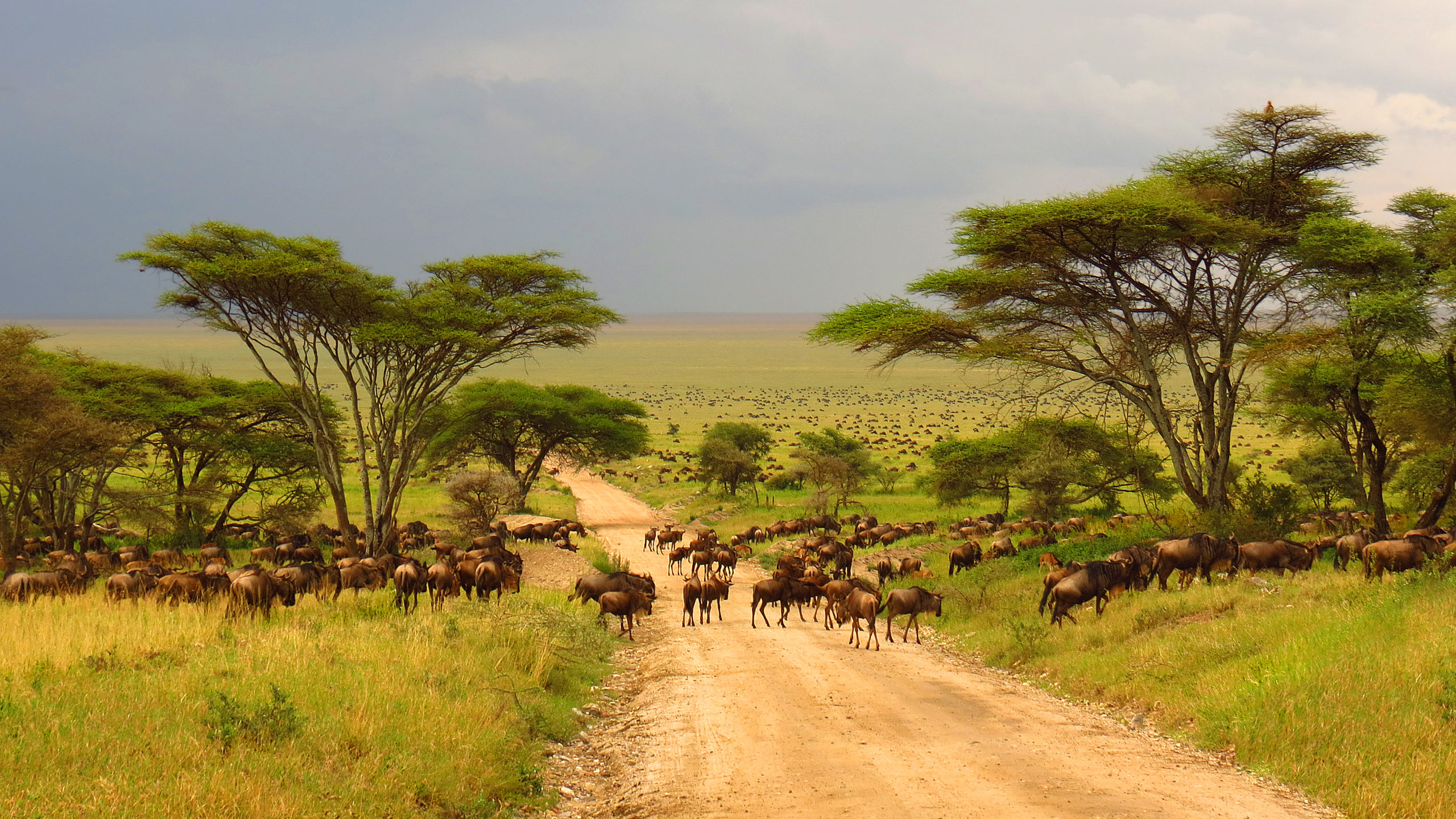 Witness Tanzania’s iconic game like these migrating wildebeest in the Serengeti when you take a tailor-made holiday with Alfred&.