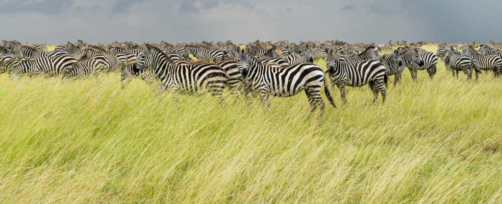 Witness extraordinary Tanzania wildlife like this herd of zebra when you take a tailor-made holiday with Alfred&.