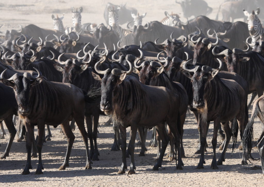 Experience remarkable Tanzania sights this view of the Great Wildebeest Migration when you take a tailor-made holiday with Alfred&.