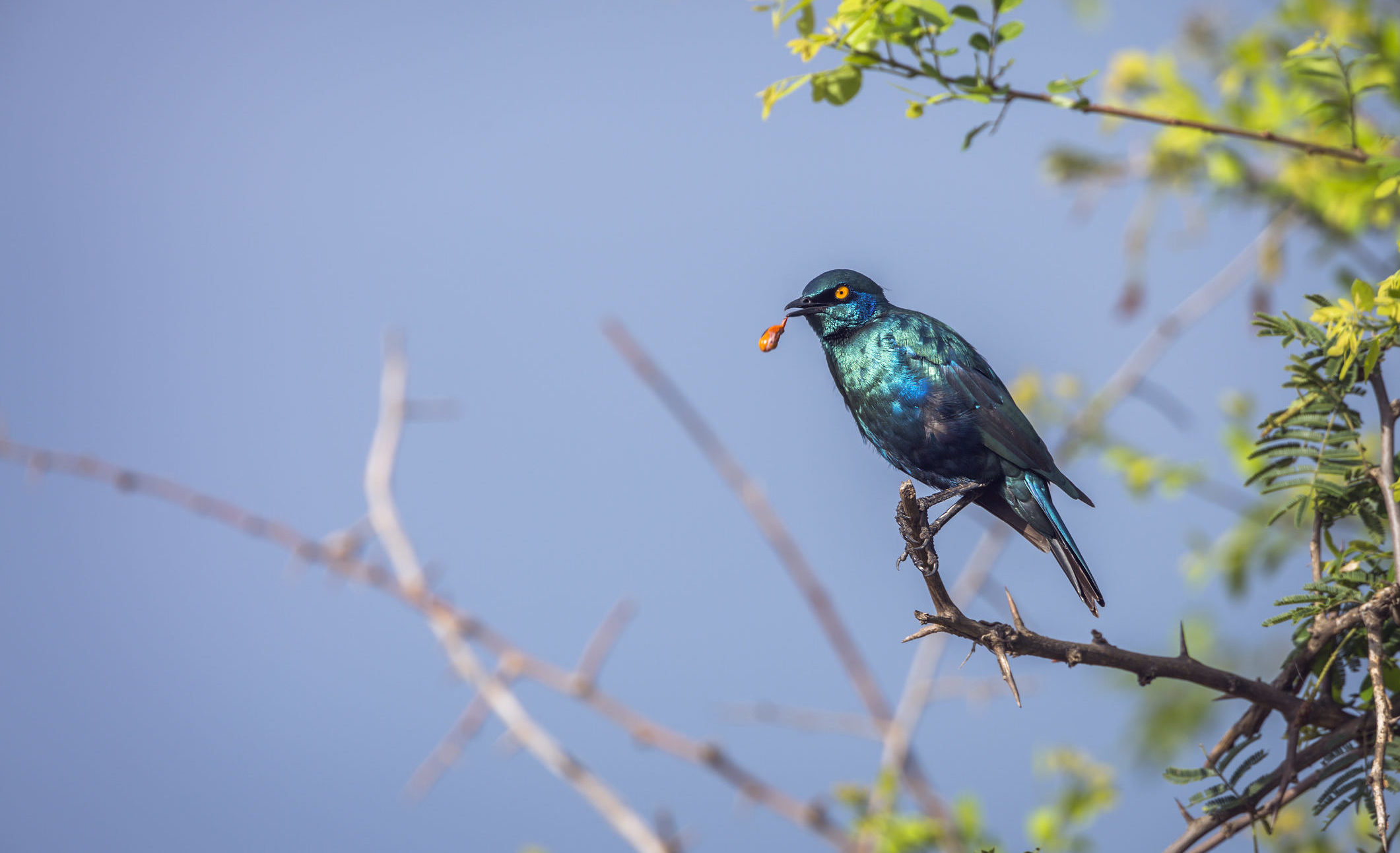 Witness beautiful creatures like this greater blue-eared starling in the Greater Kruger, South Africa, when you take a tailor-made holiday with Alfred&.
