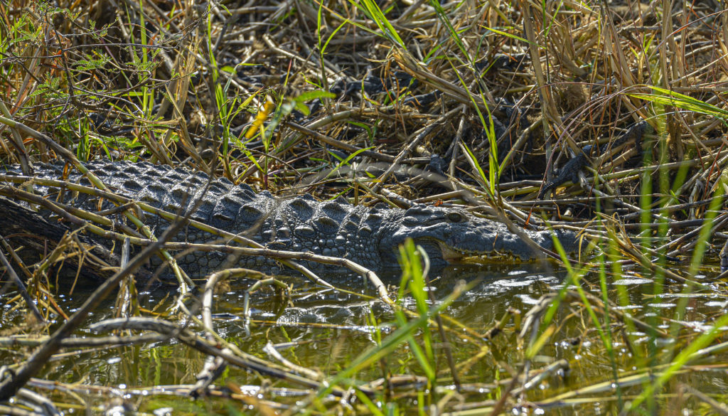 Encounter extraordinary creatures like this Nile crocodile in Akagera National Park when you take a tailor-made holiday with Alfred&.