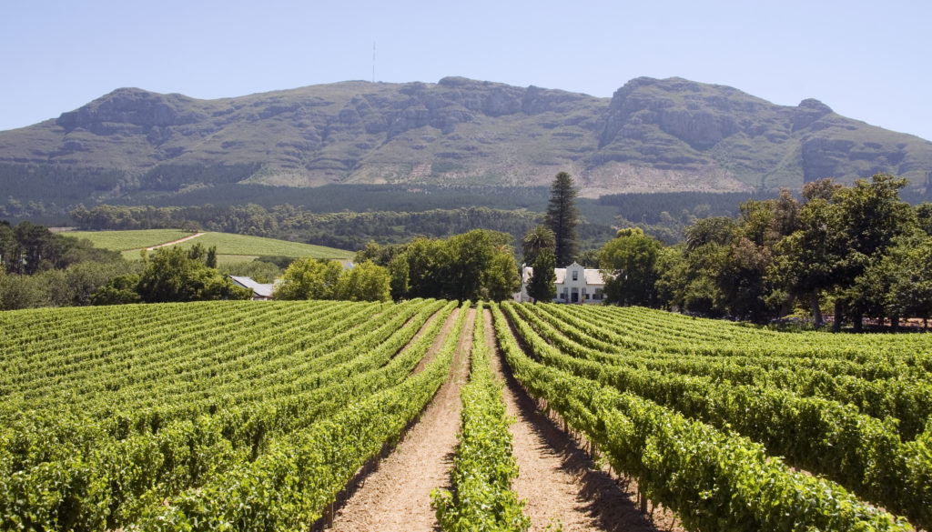 Experience beautiful South African landscape like this vineyard in Stellenbosch when you take a tailor-made holiday with Alfred&.