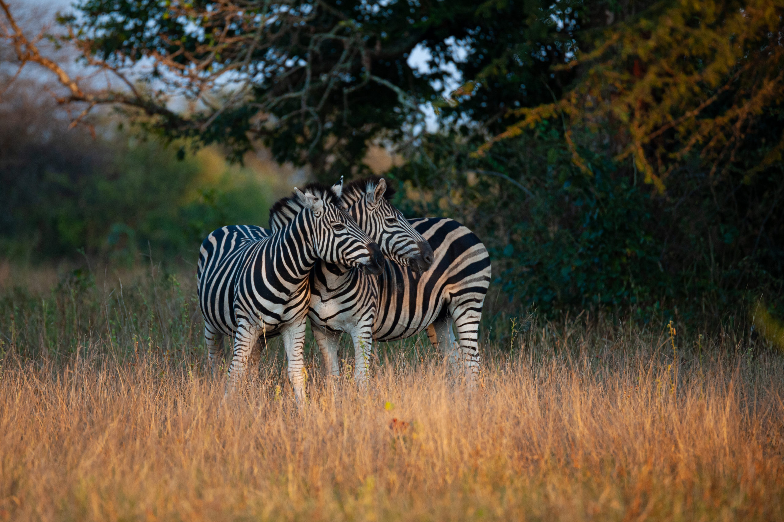 Witness beautiful creatures like these wild zebras in the Eastern Cape, South Africa, when you take a tailor-made holiday with Alfred&.