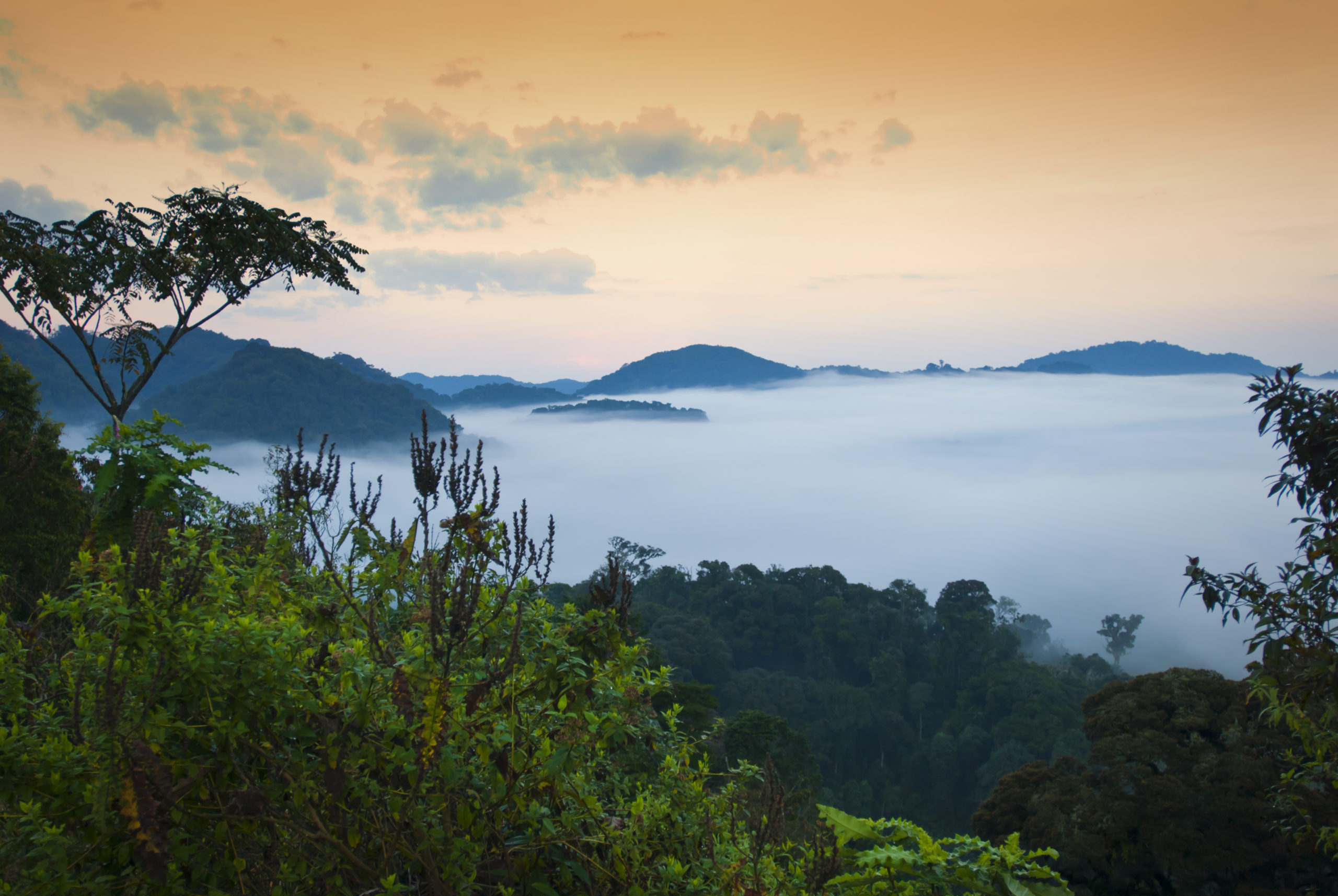 Experience extraordinary landscape like this tropical cloud forest in Nyungwe National Park, Rwanda, when you take a tailor-made holiday with Alfred&.