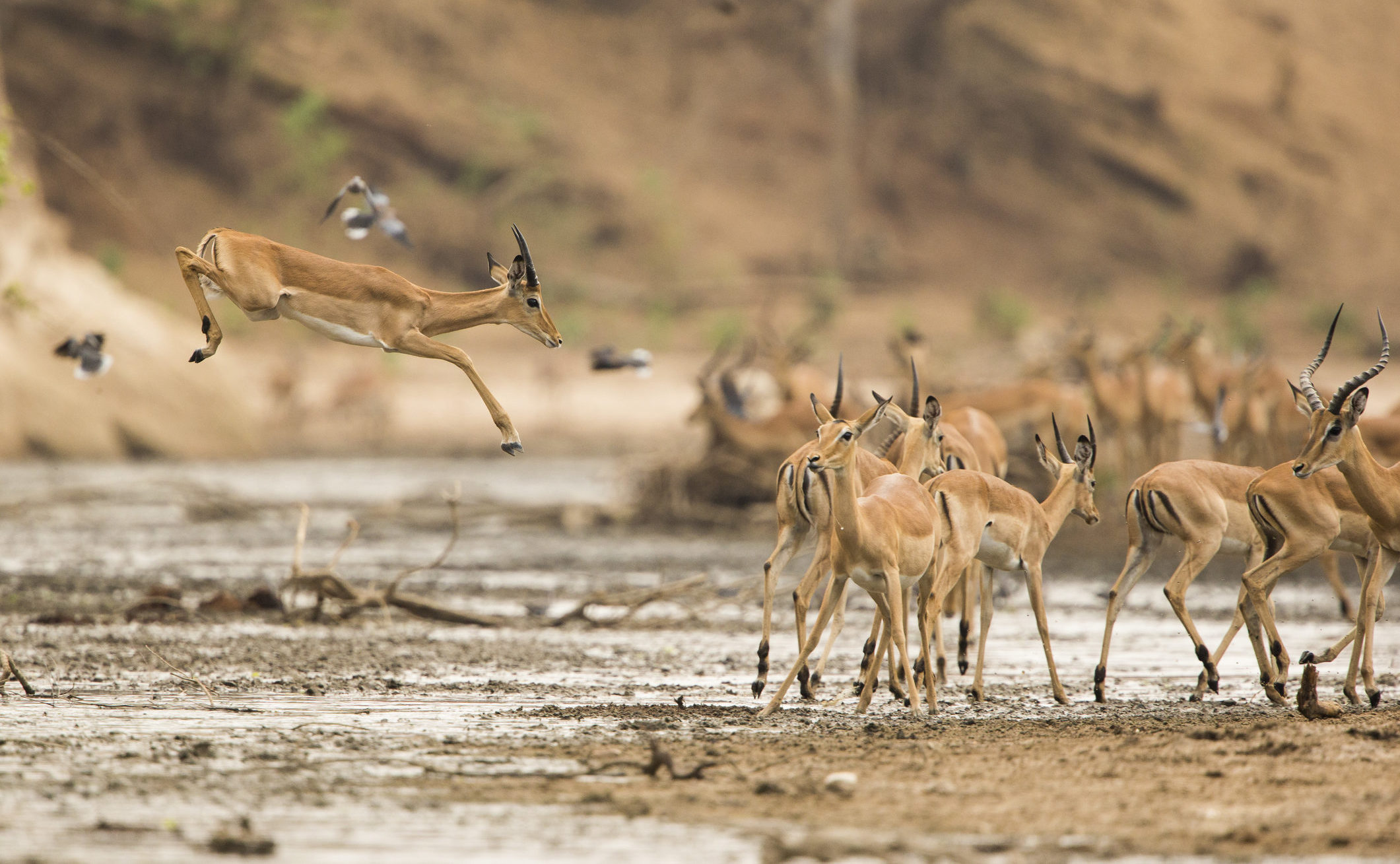 Witness extraordinary Zimbabwe wildlife like this springing impala in Mana Pools National Park when you take a tailor-made holiday with Alfred&.