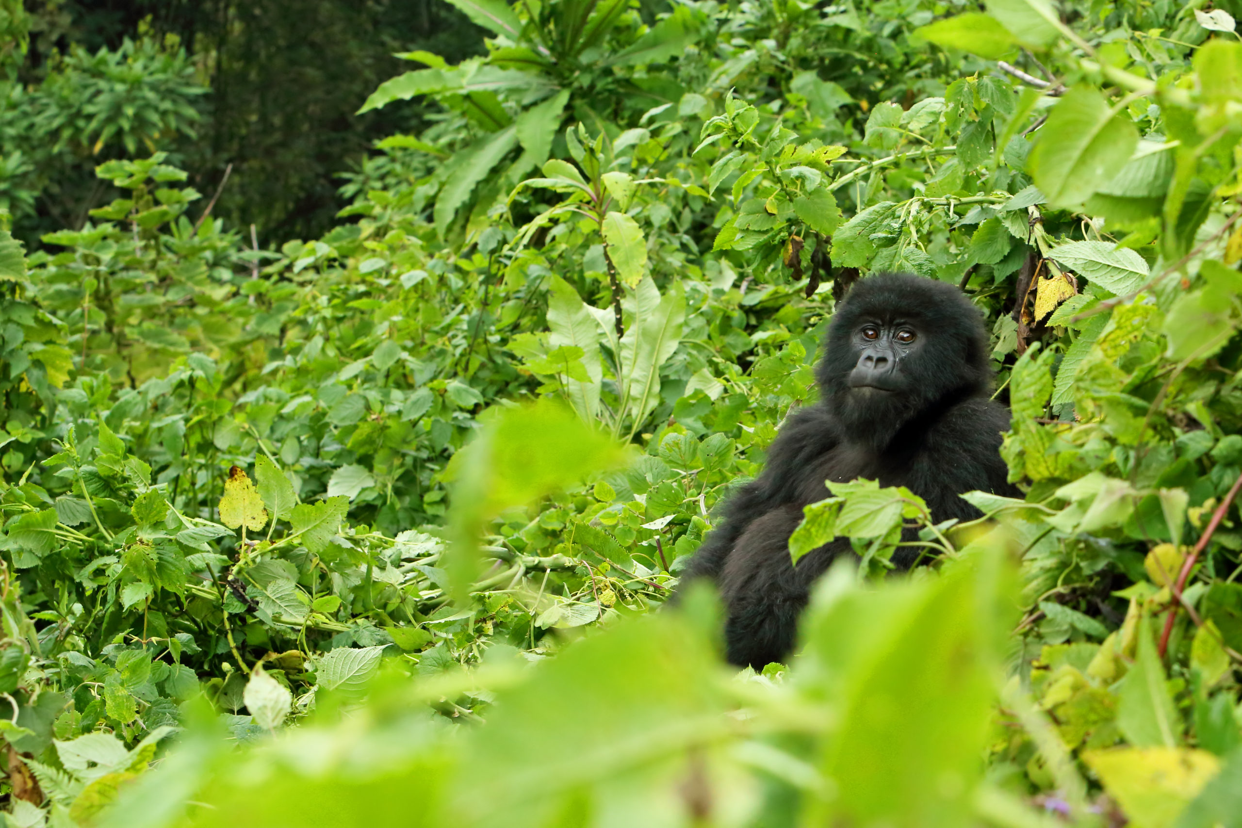 Witness extraordinary creatures like this young baby gorilla in Volcanoes National Park, Rwanda, when you take a tailor-made holiday with Alfred&.