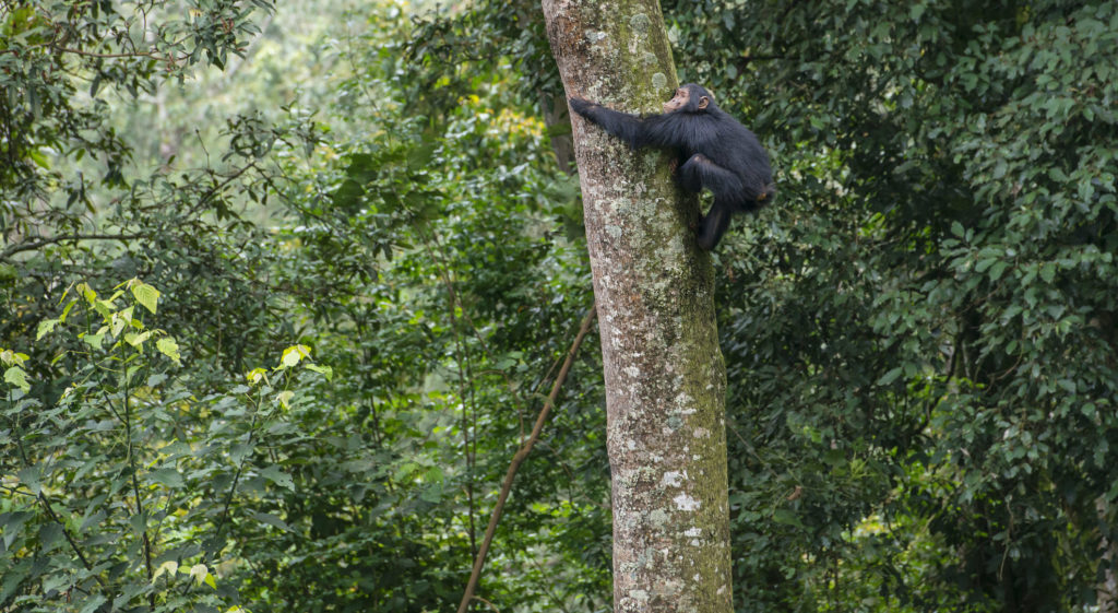 Witness extraordinary Rwandan creatures like this climbing chimpanzee when you take a tailor-made holiday with Alfred&.