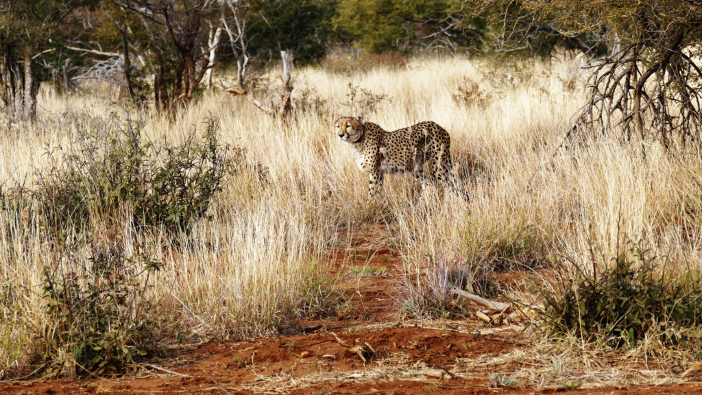 Witness the Madikwe Game Reserve’s extraordinary creatures like this wild cheetah when you take a tailor-made holiday with Alfred&.