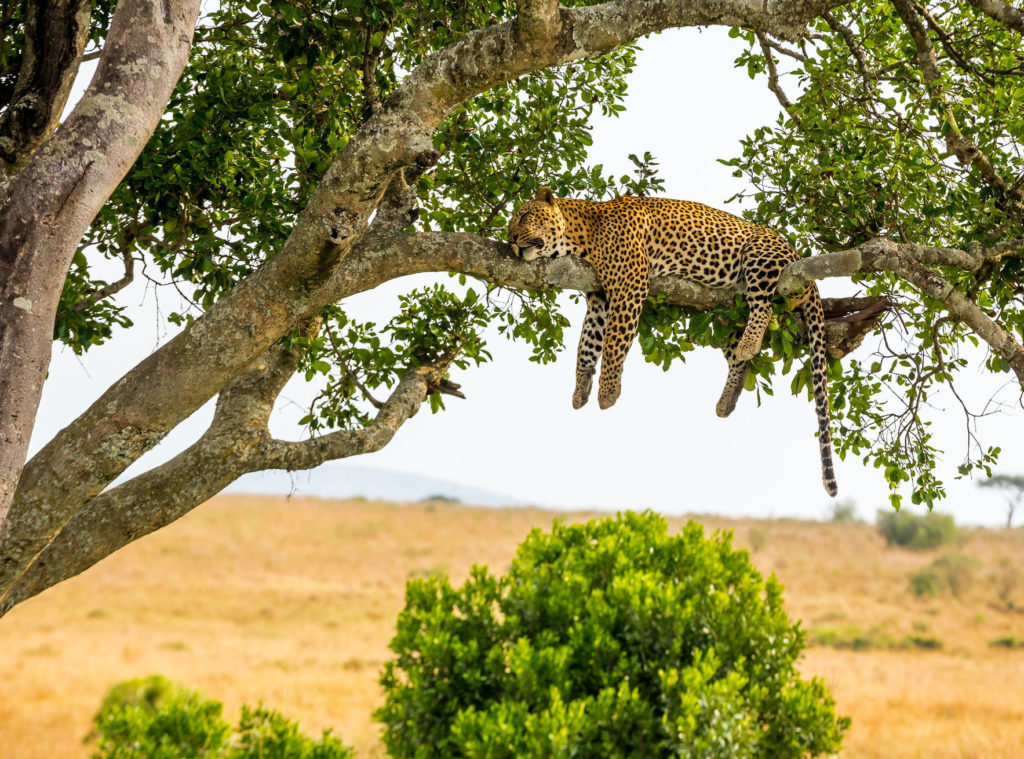Witness extraordinary Kenyan creatures like this sleeping leopard when you take a tailor-made holiday with Alfred&.
