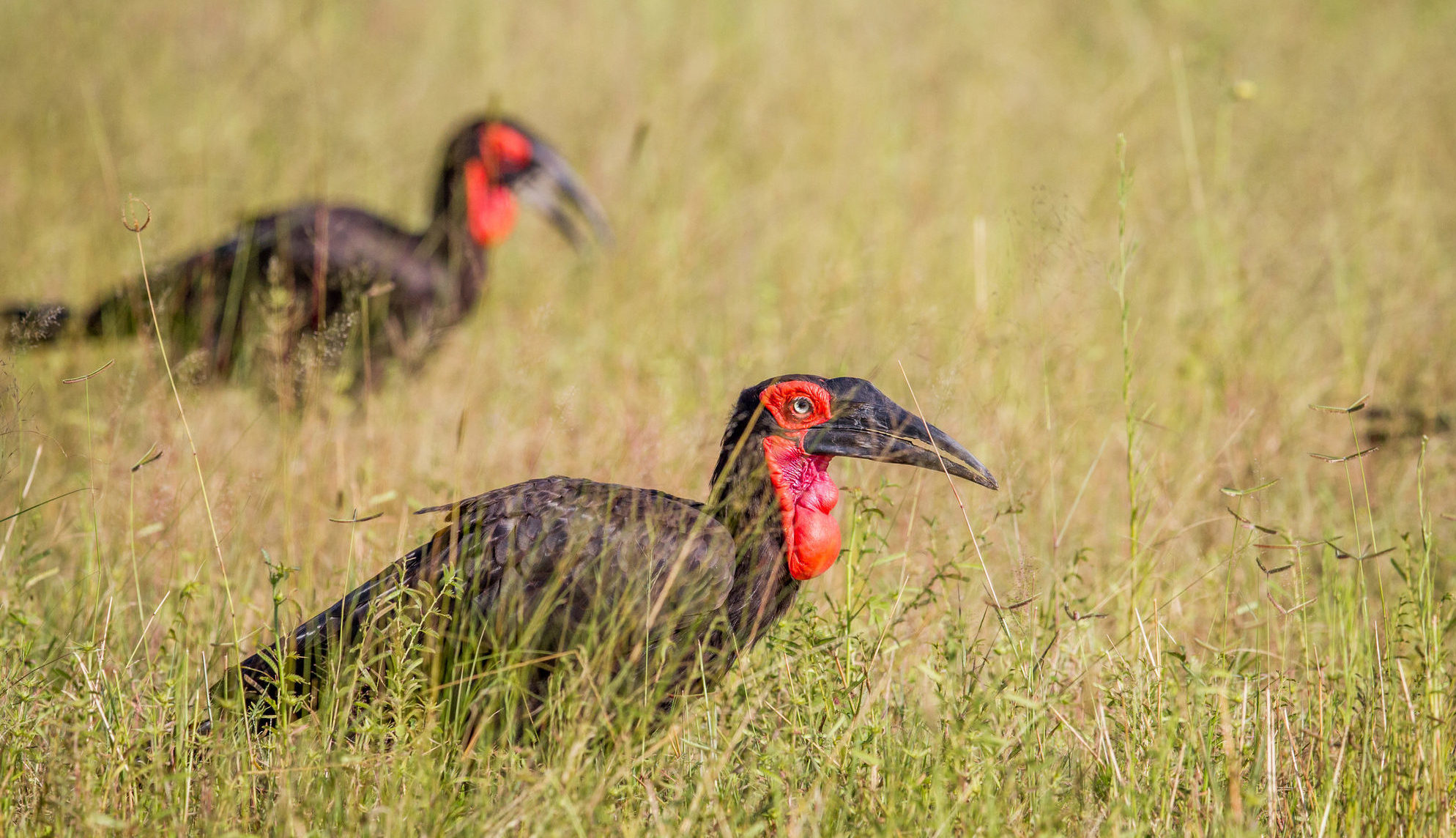 Witness extraordinary Zimbabwe wildlife like these southern ground hornbills in Hwange National Park when you take a tailor-made holiday with Alfred&.