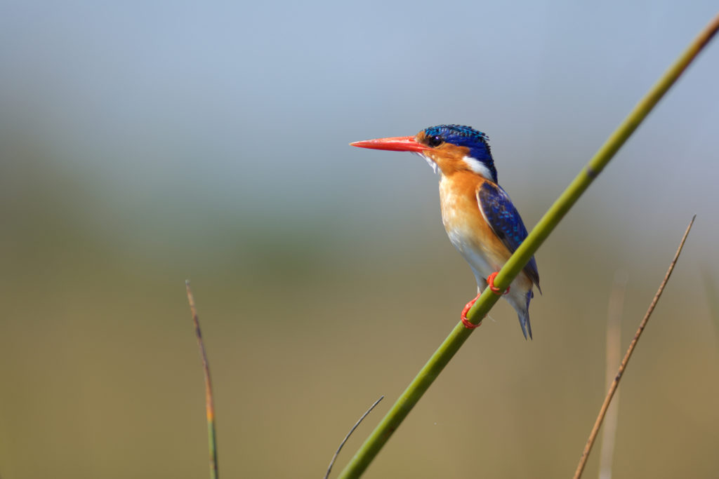 Witness beautiful creatures like this malachite kingfisher in Lake Kivu, Rwanda, when you take a tailor-made holiday with Alfred&.