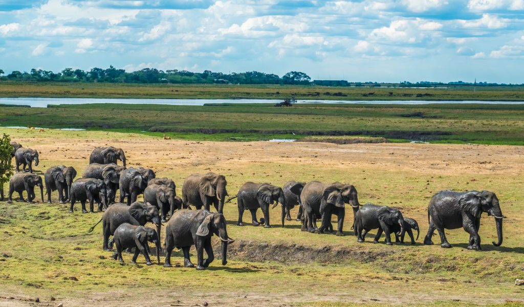 Encounter extraordinary Chobe National Park wildlife like this elephant family when you take a tailor-made holiday with Alfred&.