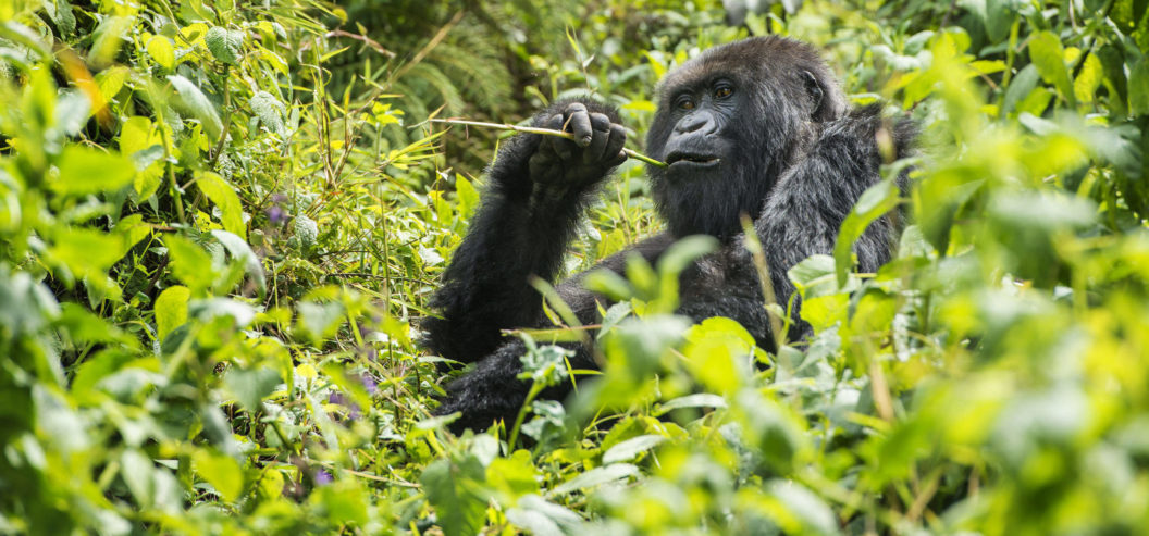 Witness extraordinary Rwandan creatures like this mountain gorilla when you take a tailor-made holiday with Alfred&.