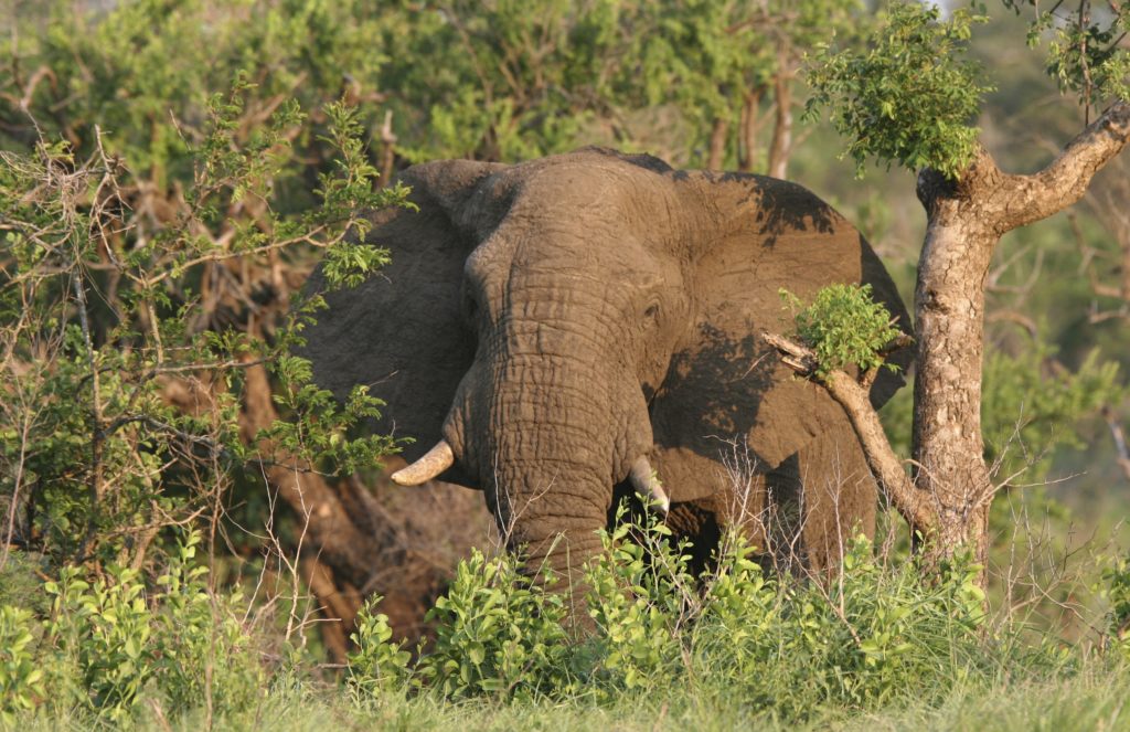 Witness extraordinary creatures like this wild male elephant in a KwaZulu-Natal game reserve, South Africa, when you take a tailor-made holiday with Alfred&.